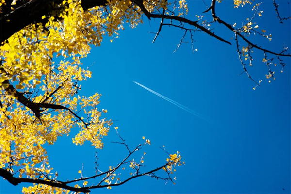  看一眼就心動！小伙伴熟悉的“云南藍”又回來了