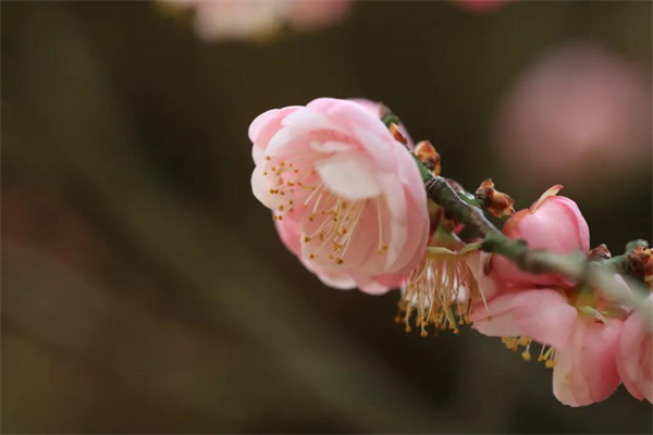 快來“云”賞梅！一起感受黑龍潭的暗香疏影|春城冬韻·繁花